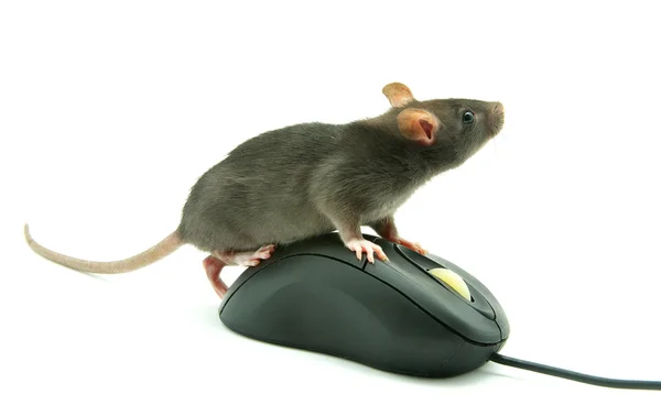 Rata en el ratón del ordenador — Foto de Stock