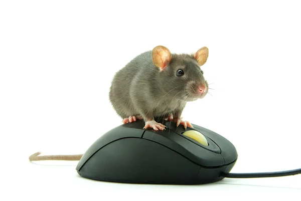Rata en el ratón del ordenador — Foto de Stock