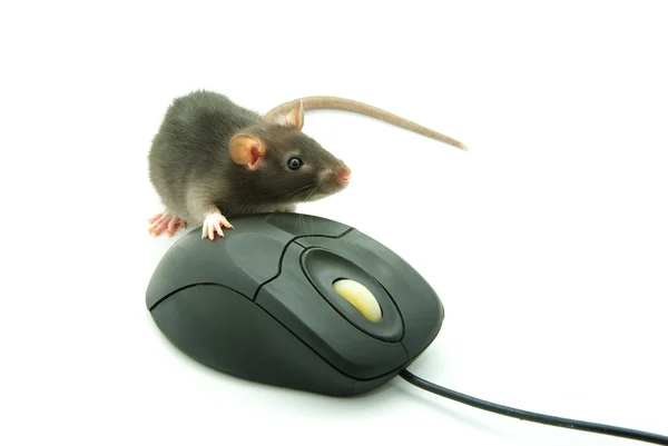 Ratón ordenador —  Fotos de Stock
