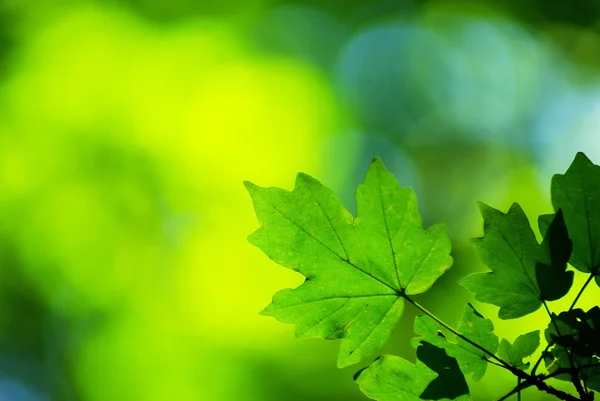 Grüne Blätter Hintergrund — Stockfoto