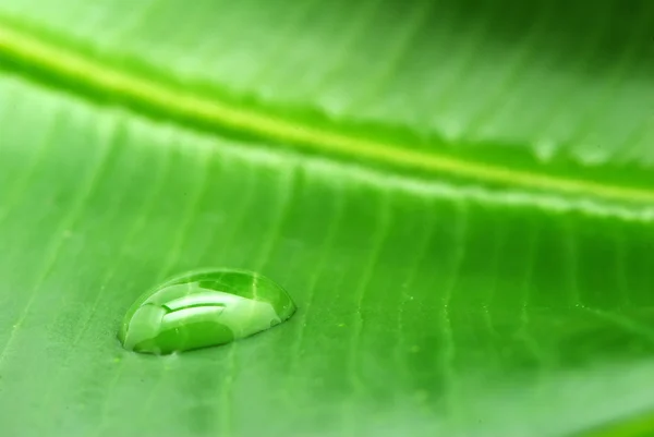 Stock image Leaf