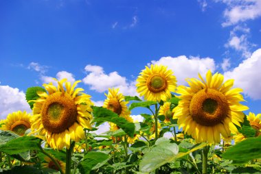 Sunflower clipart