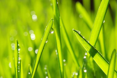 Drops on grass clipart