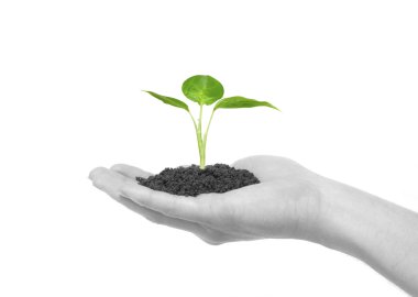 Plant in hand clipart