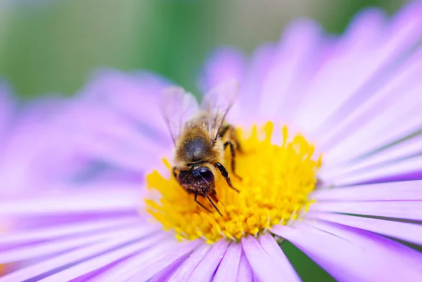 Virág és a méh — Stock Fotó