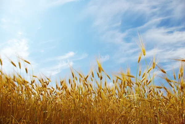 Wheats veld — Stockfoto
