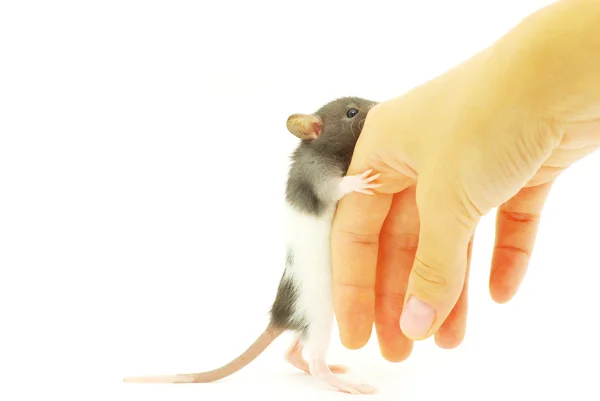 Rat à la main — Photo