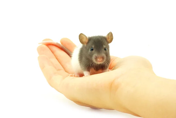 Szczur w ręku — Zdjęcie stockowe