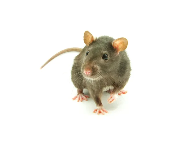Sıçan — Stok fotoğraf