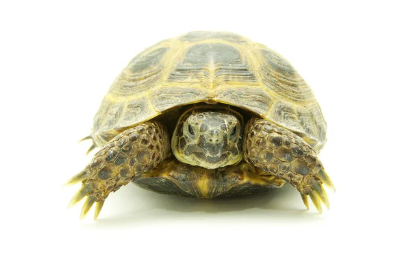 Zeeschildpad — Stockfoto
