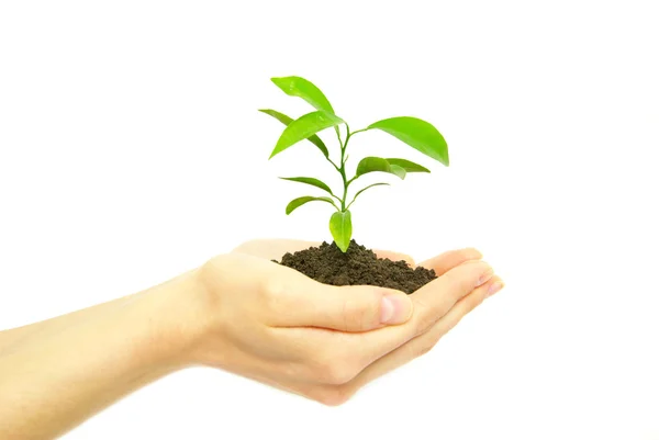 Plantera i händer — Stockfoto