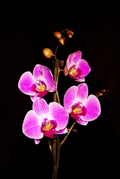 stock image Orchid