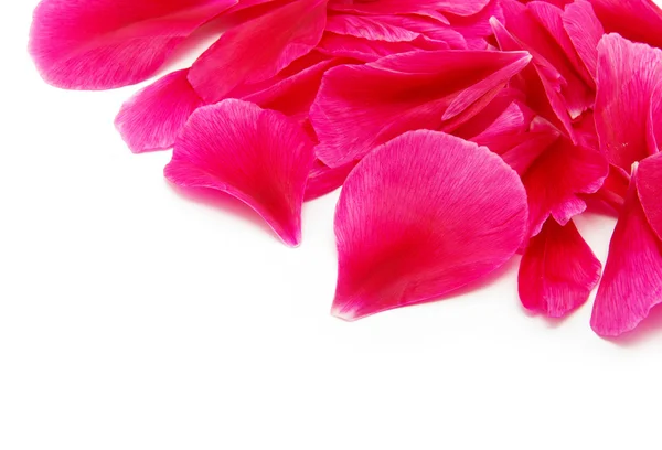 Pétalos de rosa —  Fotos de Stock