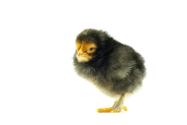 Baby chicken — Stock Photo, Image