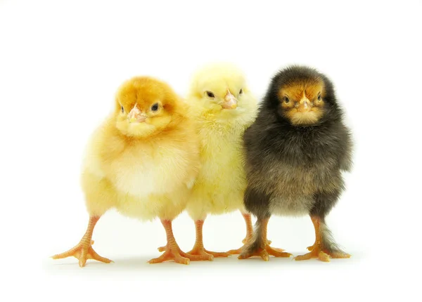 Pollos bebé — Foto de Stock