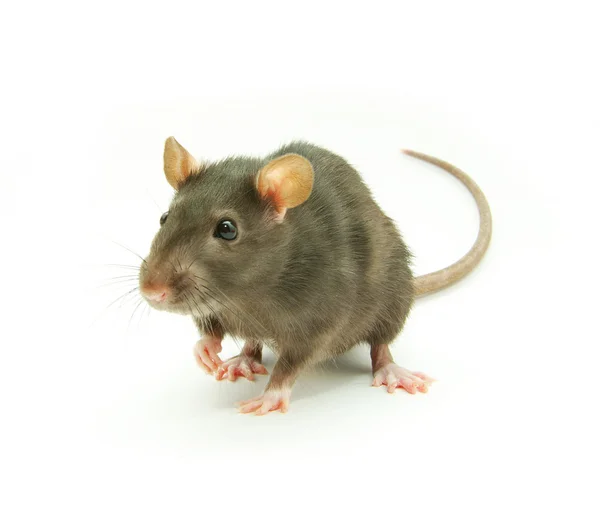 Funny rat Stock Photo