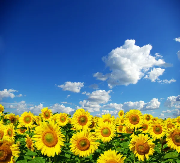Sunflower field Royalty Free Stock Images