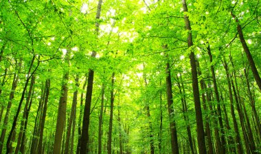 Yeşil orman