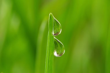 Drops on grass clipart