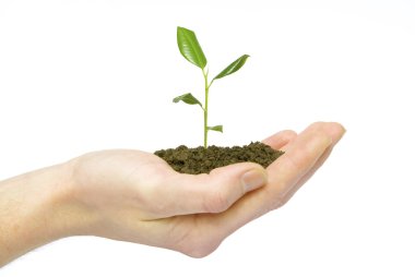 Plant in hand clipart