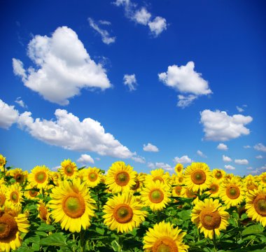 Sunflower field clipart