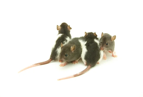 Grappige ratten — Stockfoto