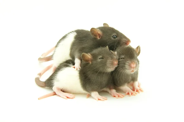Rats — Photo