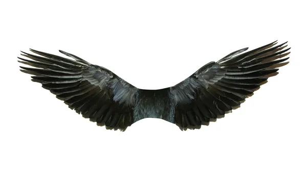 翅膀 — 图库照片