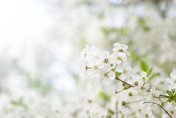 Våren blommar — Stockfoto
