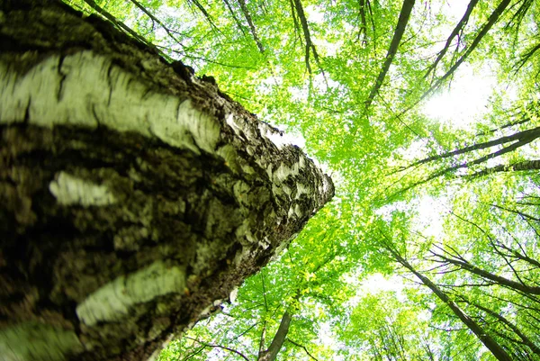 Zelený strom — Stock fotografie