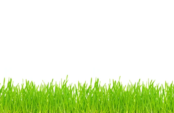 Hierba verde — Foto de Stock
