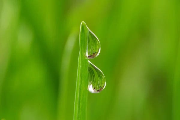 stock image Drops on grass