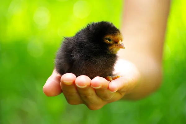 Chicken in hand — Stock Photo, Image