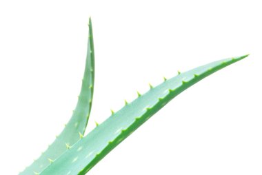 Aloe yaprakları