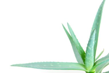 Aloe yaprakları