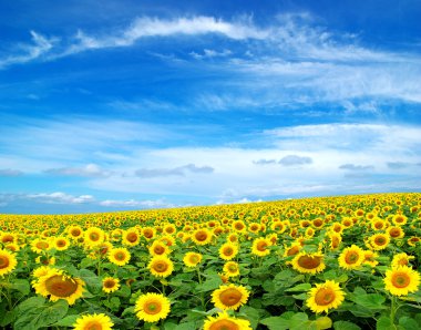 Sunflower field clipart