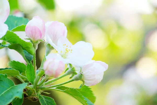 stock image Blossoms