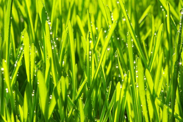 Трава — стокове фото
