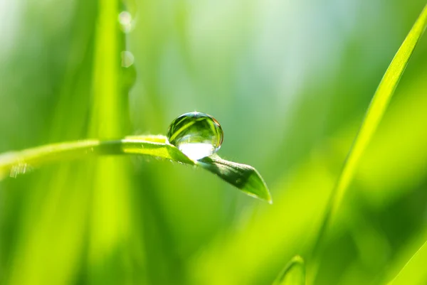 Drop in grass — Stock Photo, Image