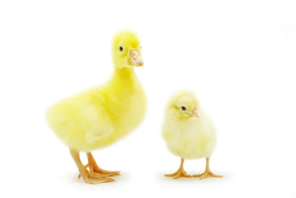 Kuře a gosling — Stock fotografie