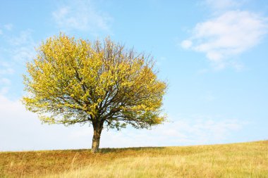 tree with a yellow leaves on a meadow 
