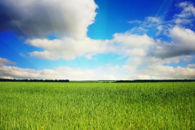 green wheat field under sky and clouds  clipart