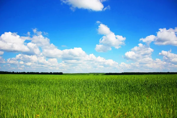 Pole Zielonej Pszenicy Błękitnego Nieba — Zdjęcie stockowe