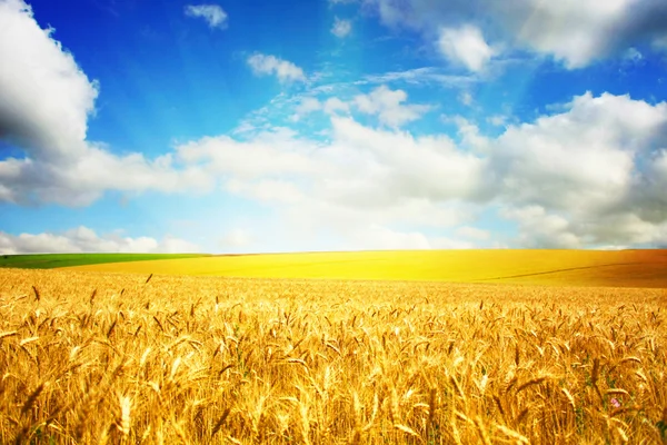 美丽的夏天领域的小麦 — 图库照片