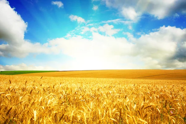 Buğday Tarlası Mavi Gökyüzü — Stok fotoğraf