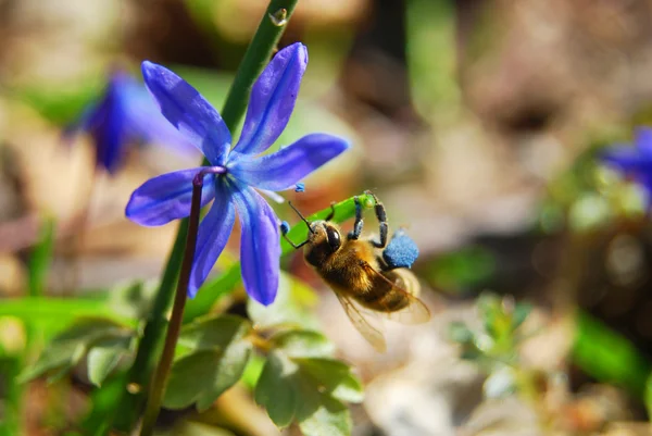 Μέλισσα Στο Λουλούδι — Φωτογραφία Αρχείου
