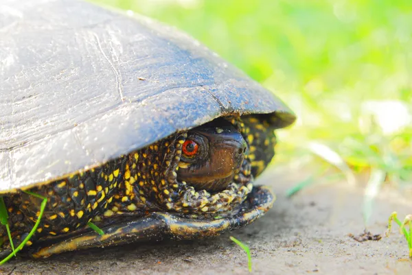 stock image turtle on the ground 