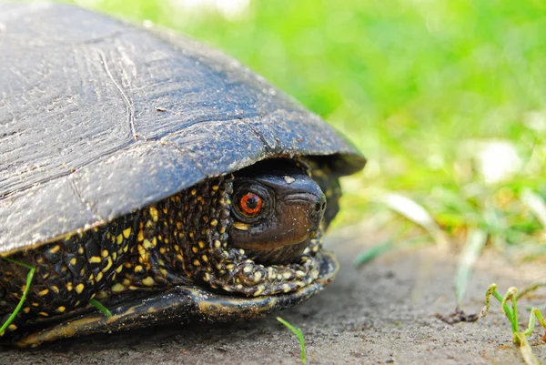 stock image close up of turtle 