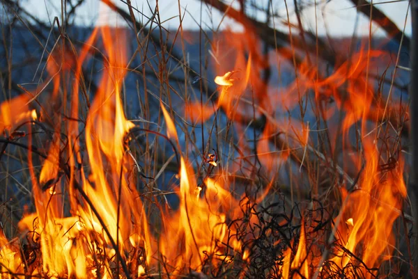 stock image fire flames on the field 