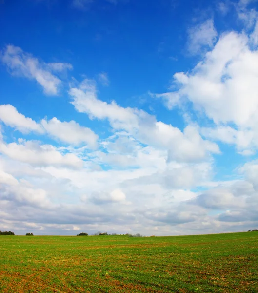 Krásné Pole Zelená Pšenice — Stock fotografie
